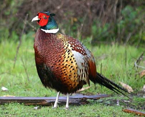 Island Time Conservation Efforts: Pheasants Forever Chapter Finds New ...