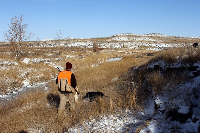 Pheasant hunting tip - follow the dog