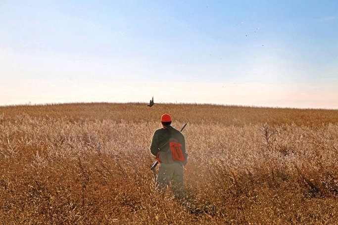 Pheasant hunting tip - stop mid-field