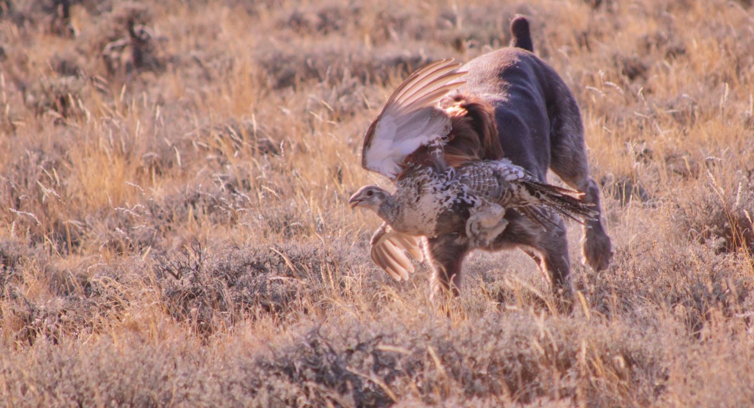 Prairie Grouse Primer 2017