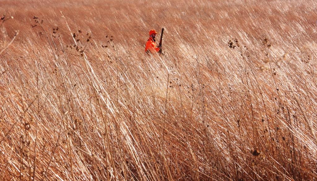 State wildlife management areas, like this Iowa tract, are areas specifically managed for producing upland birds and other wildlife.