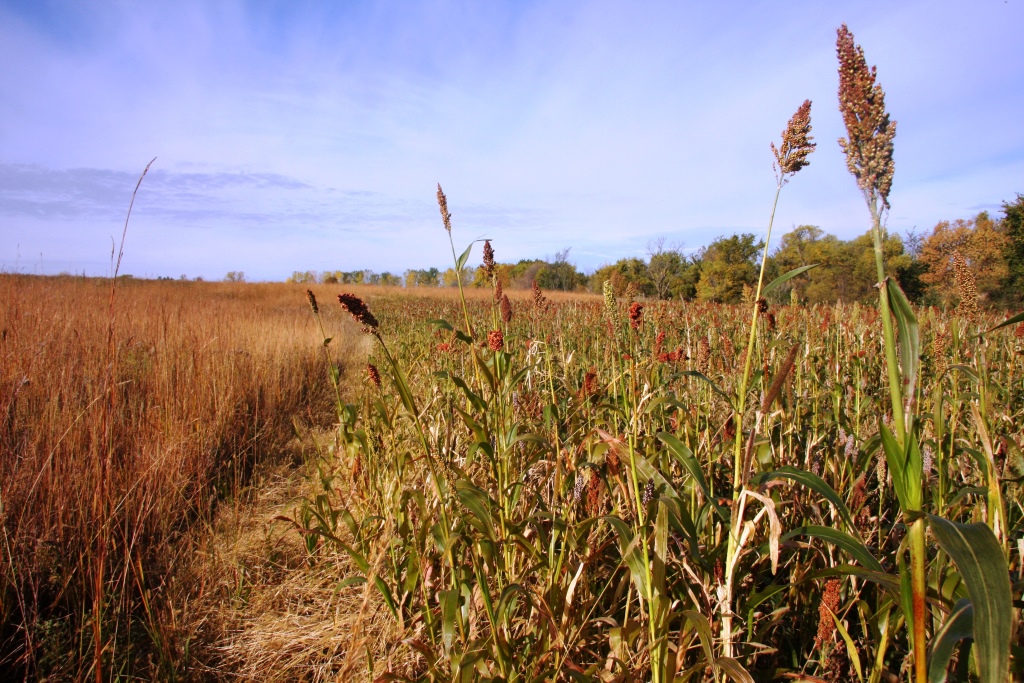 Shown: Pheasants Forever's "Winter Shield" Signature Series Food and Cover mix