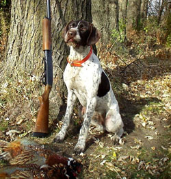 a good bird dog