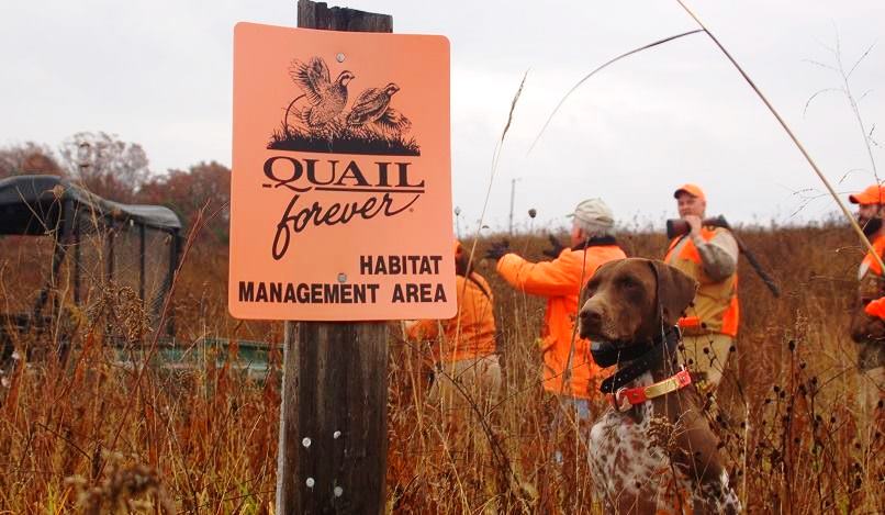 Keying in on quality upland habitat helps increase the chances of productive pheasant hunts.
