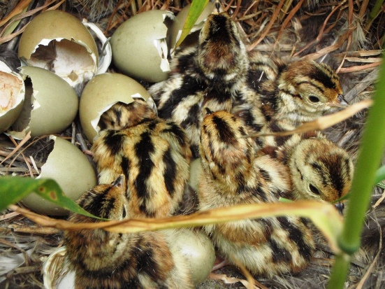 Pheasant chicks may start hatching in May, but mid-June is usually the peak of the hatch.