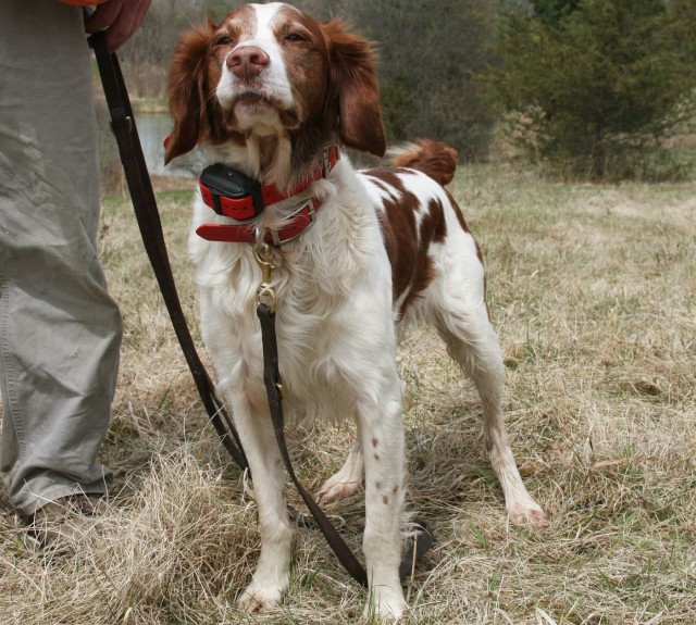 A brittany hot sale spaniel