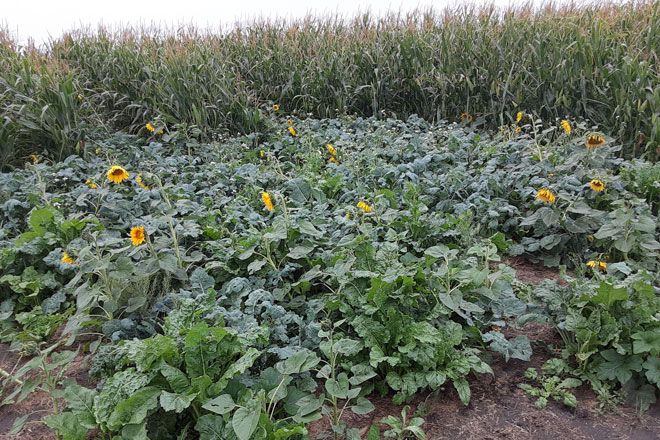 corn-and-cover-crop.jpg