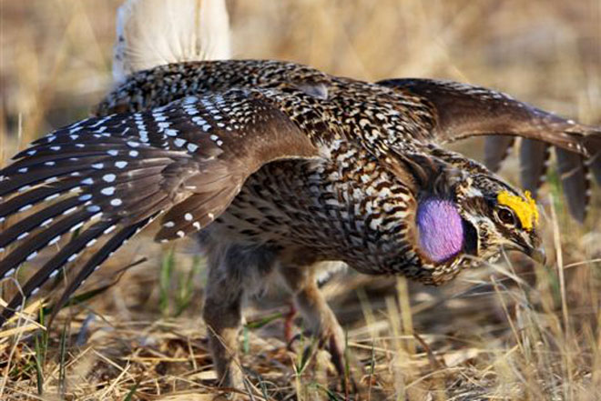 Wander-The-Grouse-Trail-at-