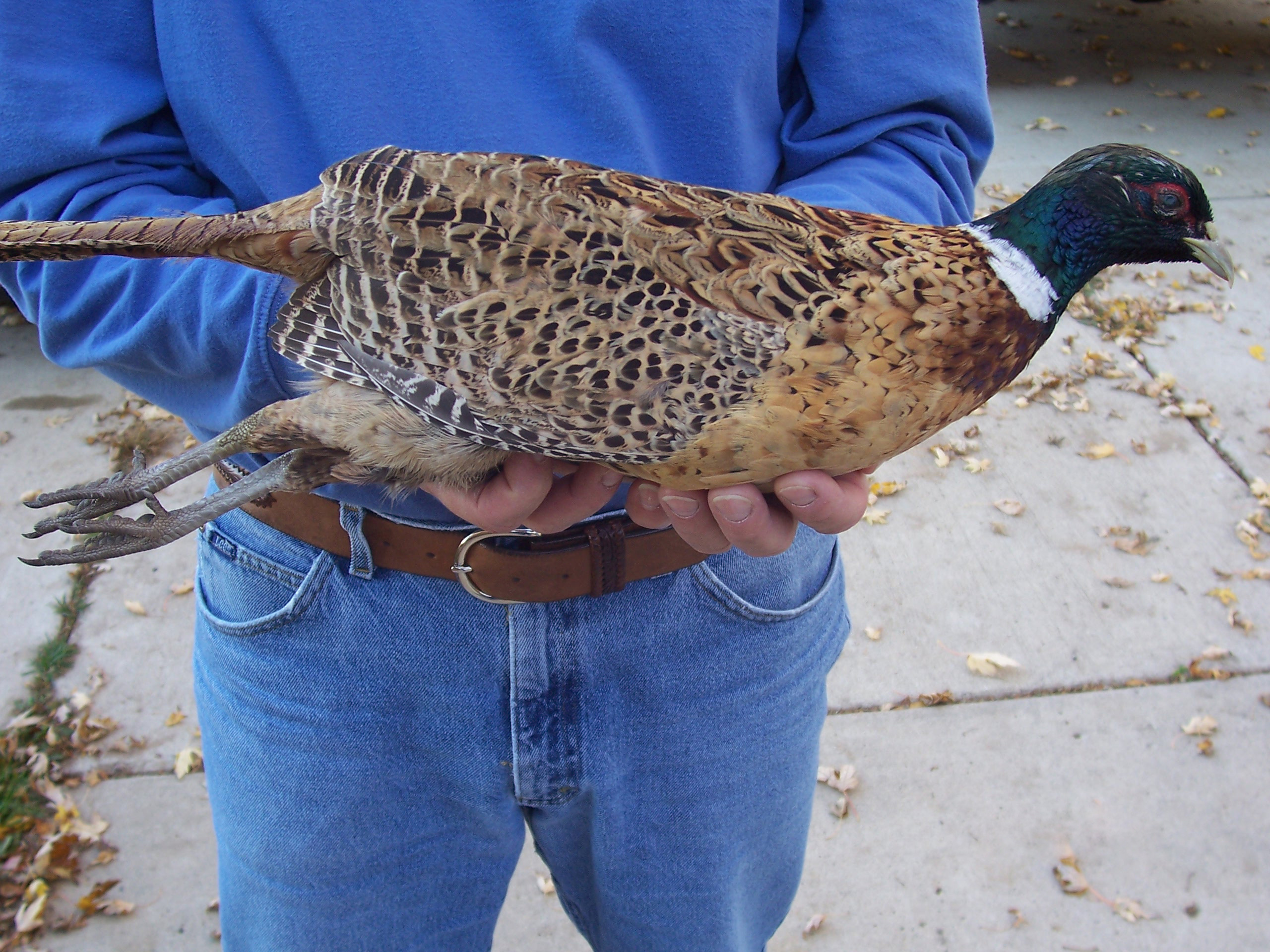 Pheasant Genetics: Leucism and Gynandromorphism