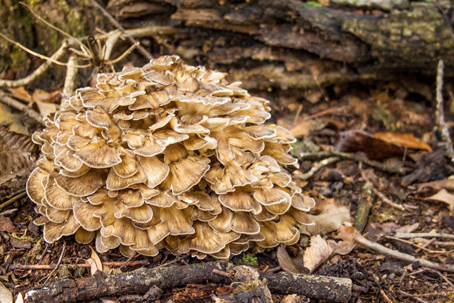 Hen Of The Woods A Fall Foragers Delight