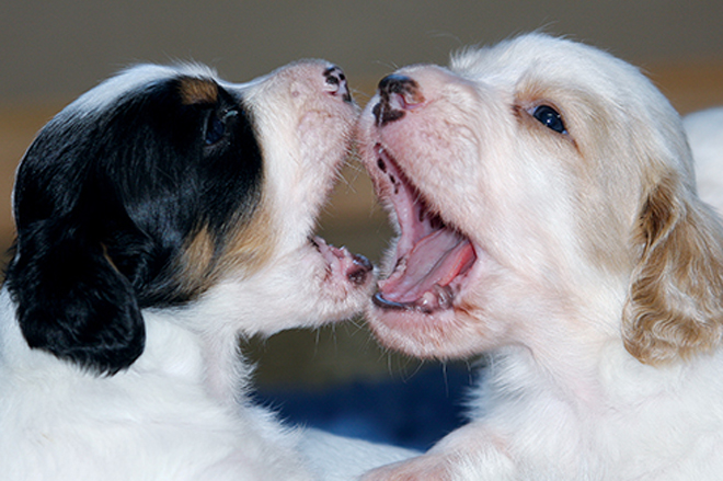 Dogs on street clearance chase female in heat