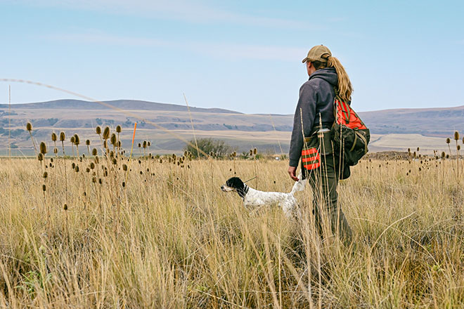 Northwoods store bird dogs