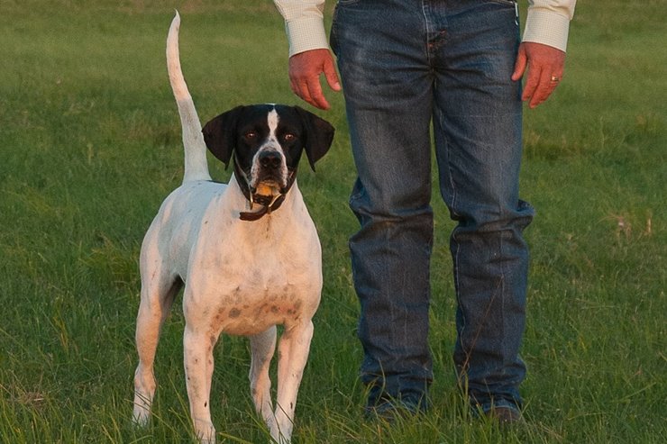 A Bird Dog s Three Key Development Stages