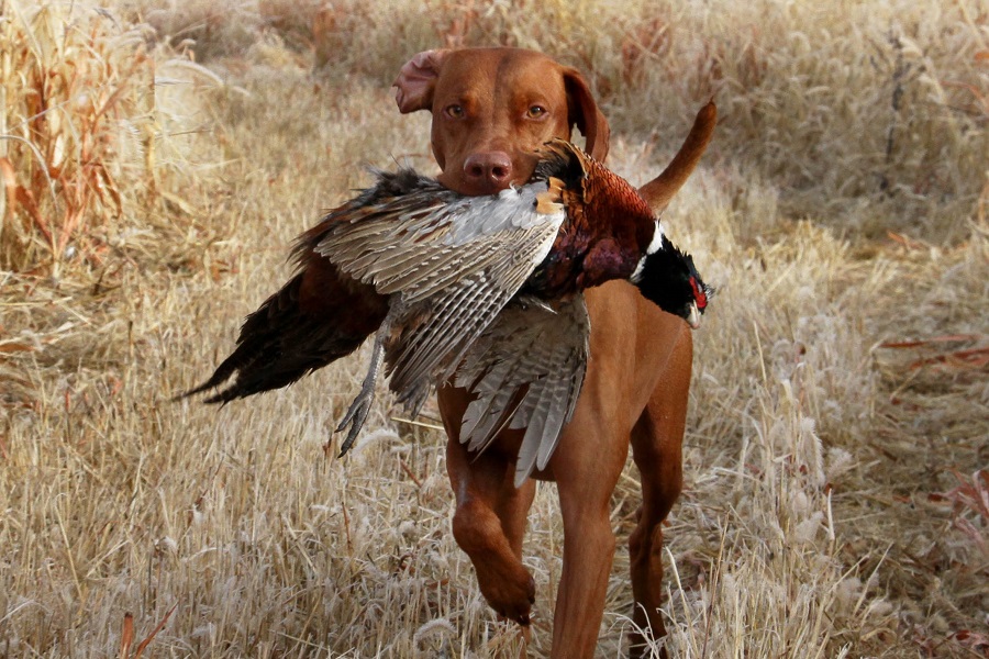 vizsla duck hunting