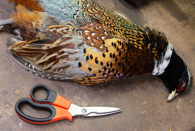 How to Clean Your Upland Game Bird