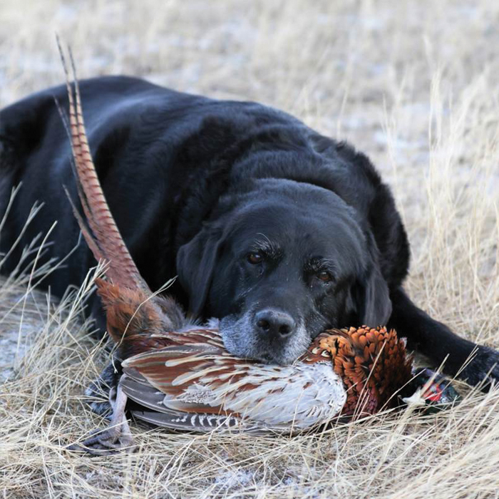 Dog for adoption - Brady, a Labrador Retriever Mix in Zimmerman, MN