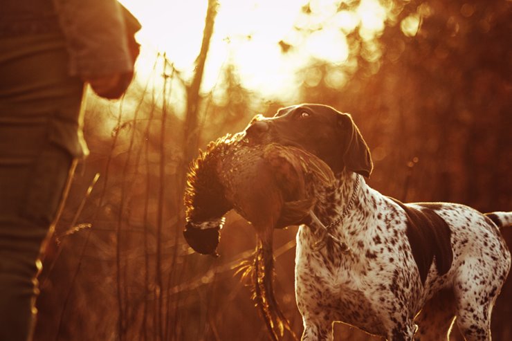 what is the best dog for quail hunting