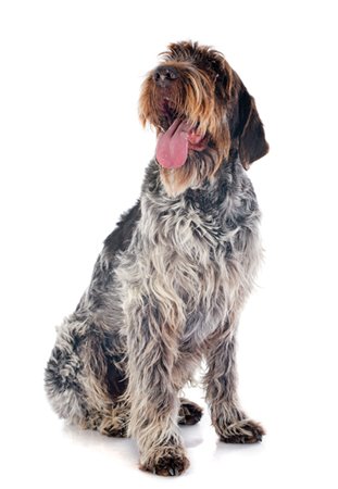 wirehaired pointing griffon