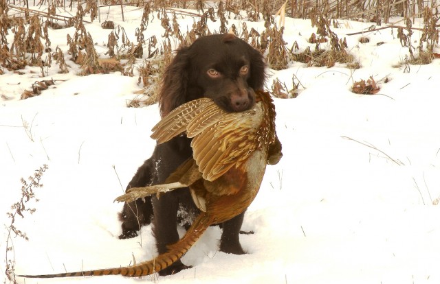 small dogs with long tails