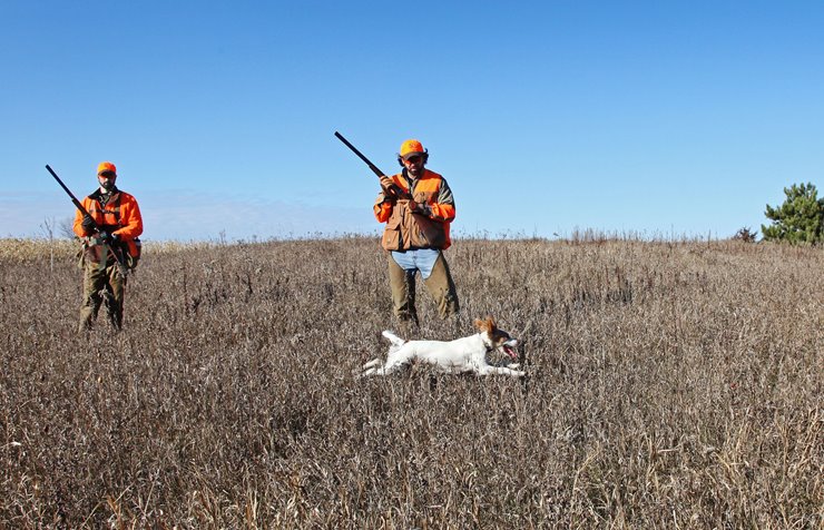 How to Hunt Quail Without a Dog: Expert Tips & Tricks