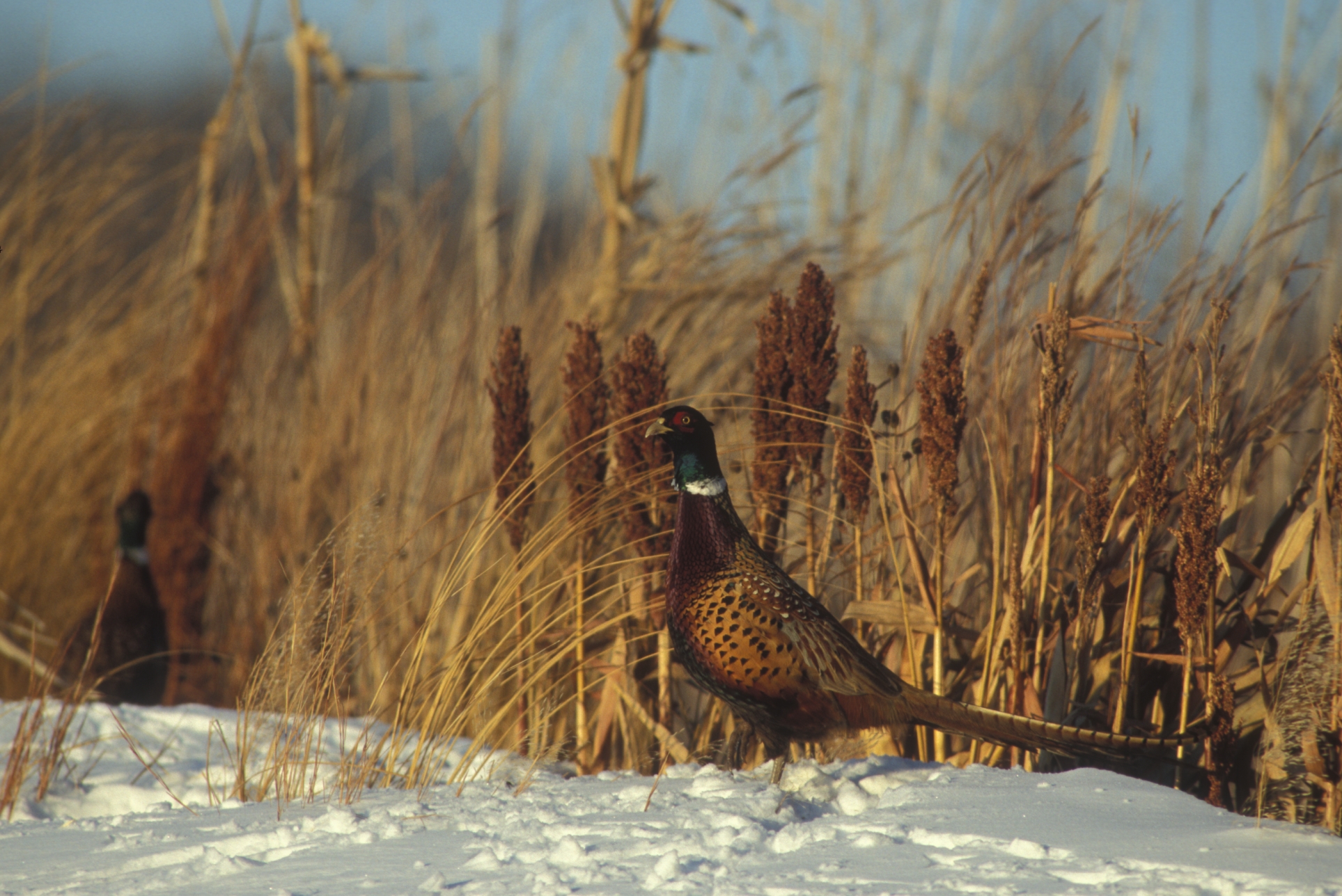 Winter Pheasant