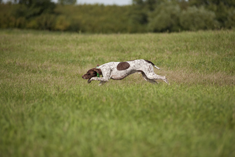 French german sale shorthaired pointer