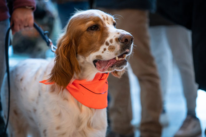 Minnesota pheasant prospects are bright now, should get brighter in the  future