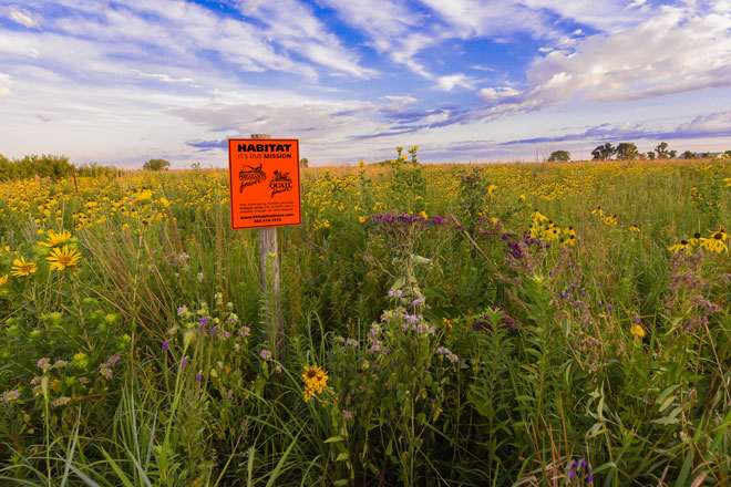 27 Types of WHITE Wildflowers in the United States! (2024) - Bird Watching  HQ