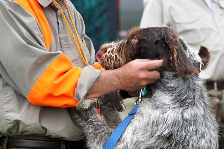 How to Free a Dog From an Animal Trap - Gun Dog