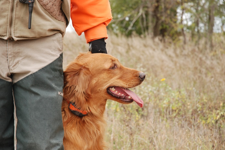 Golden retriever 2024 hunting dogs