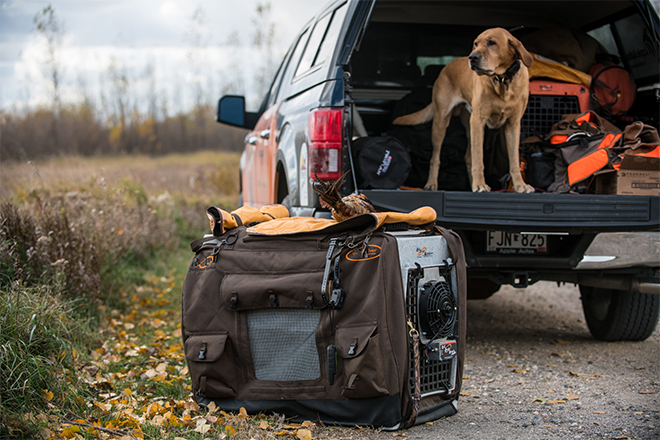 Bird shop dog gear