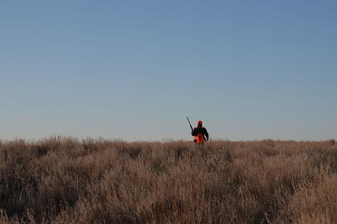 THE GREAT OUTDOORS: Ring-necked pheasant: A glorious game bird of old, Lifestyles