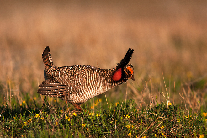 Lesser Prairie Chickens: Making Places for Grouse on the Southern Great  Plains