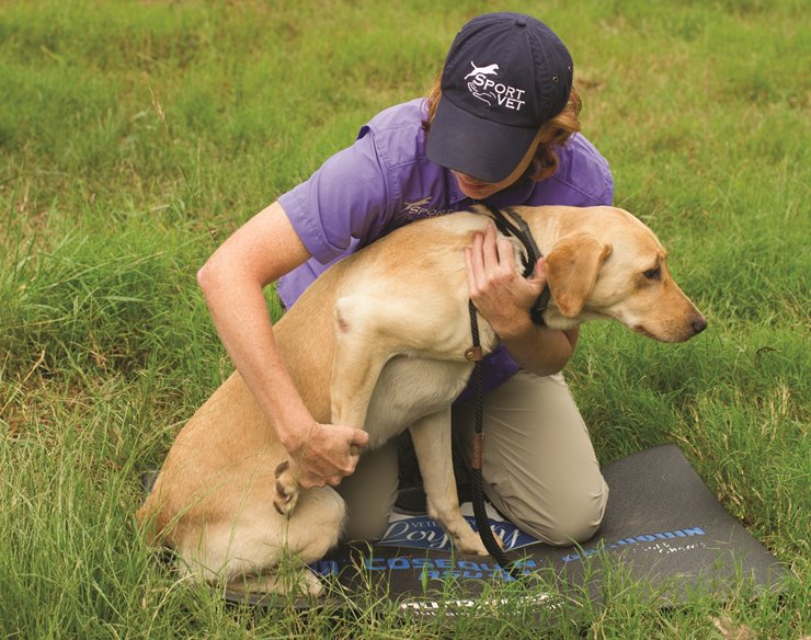 Bird dog outlet harness