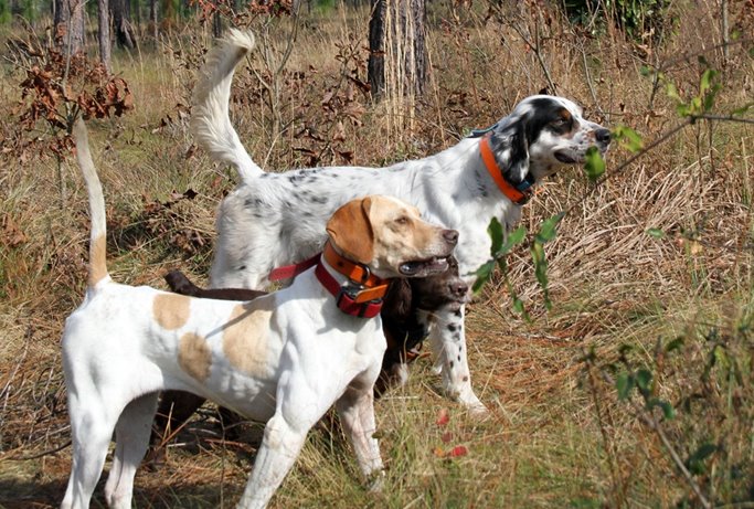Running multiple dogs: A settler, pointer and cocker working together on quail.