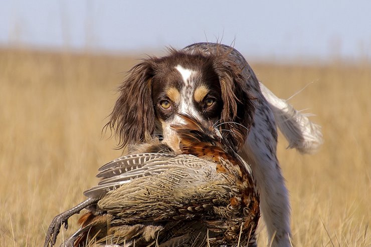 Training a springer store spaniel to hunt