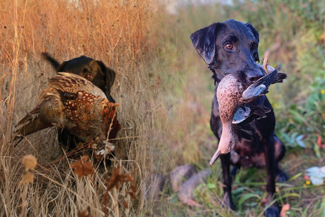 Labradors are the true kings of bird dog versatility