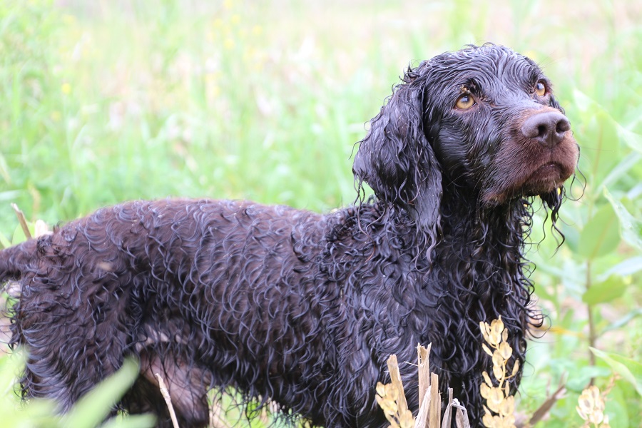 Boykin Spaniel