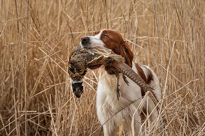 Irish setter best sale bird dog