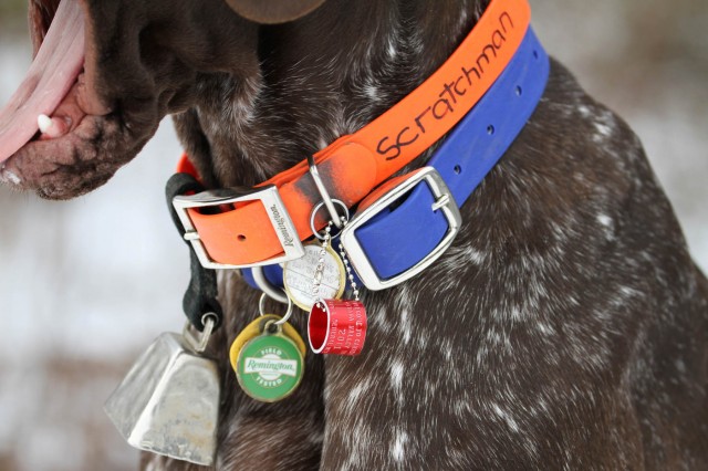 Bird shop dog collar