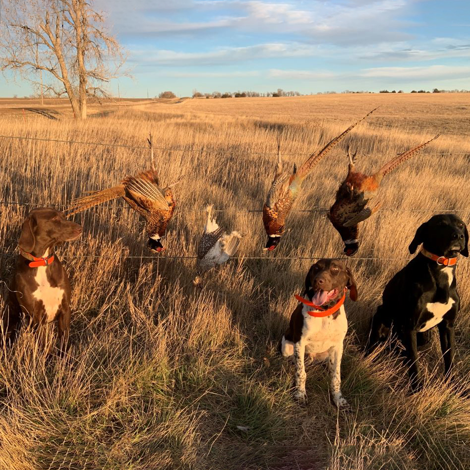  <h2>West River Mixed Bag</h2>Pheasants Forever supporter John Lewis and his crew of GSP's sent us this sunset photo from western South Dakota. Is there anything better than a limit of roosters and a sharp-tailed grouse to boot?