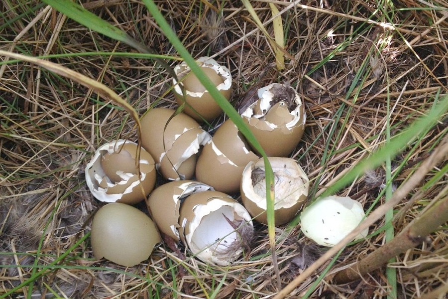 Bird Of the Month - Pheasant – Green Feathers