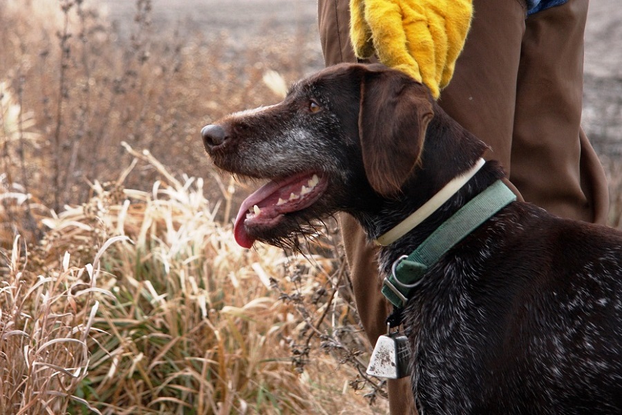 Dealing with Hunting Dog Injuries