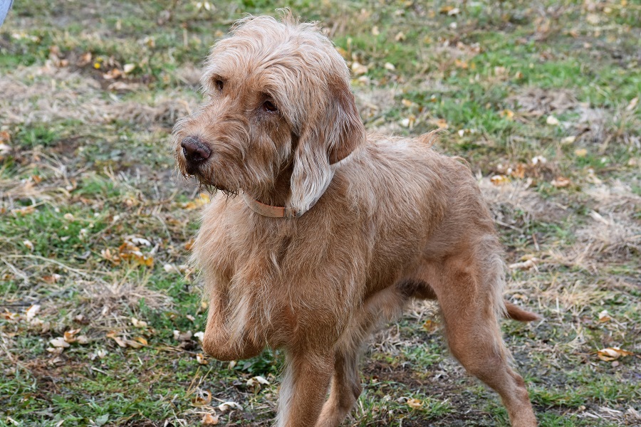 Long haired vizsla clearance dog