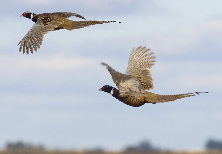What is the National Wild Pheasant Conservation Plan?