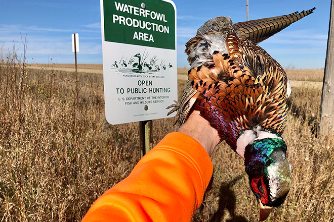 A Comprehensive 8-State Guide to Public Places to Hunt Pheasants