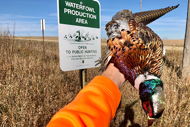 No Excuses: A Comprehensive 8-State Guide to Public Places to Hunt Pheasants