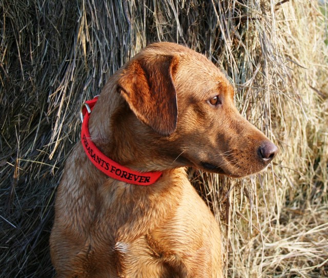 Duck dog hot sale names