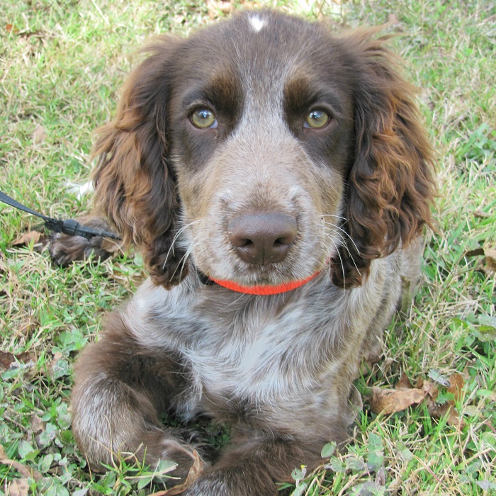 Springer spaniel cross cheap german shorthaired pointer