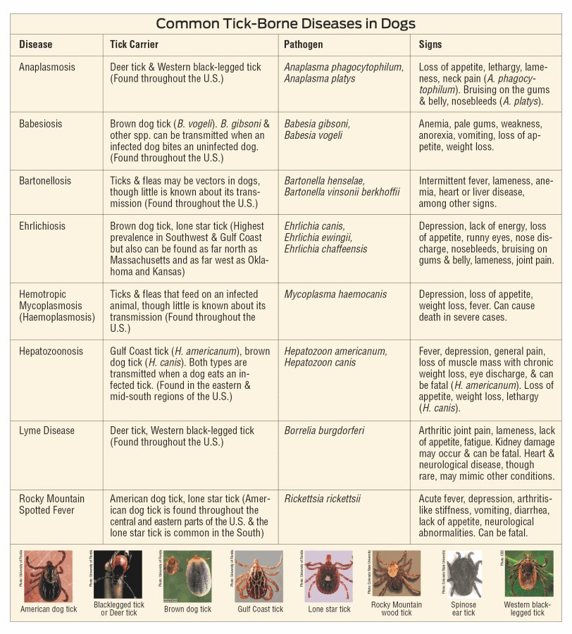 Common Tick-Borne Diseases